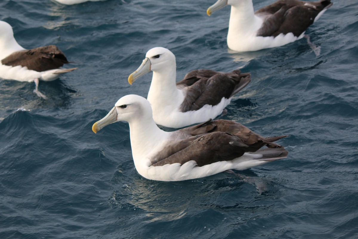 Tasmanalbatros (steadi) - ML32852451