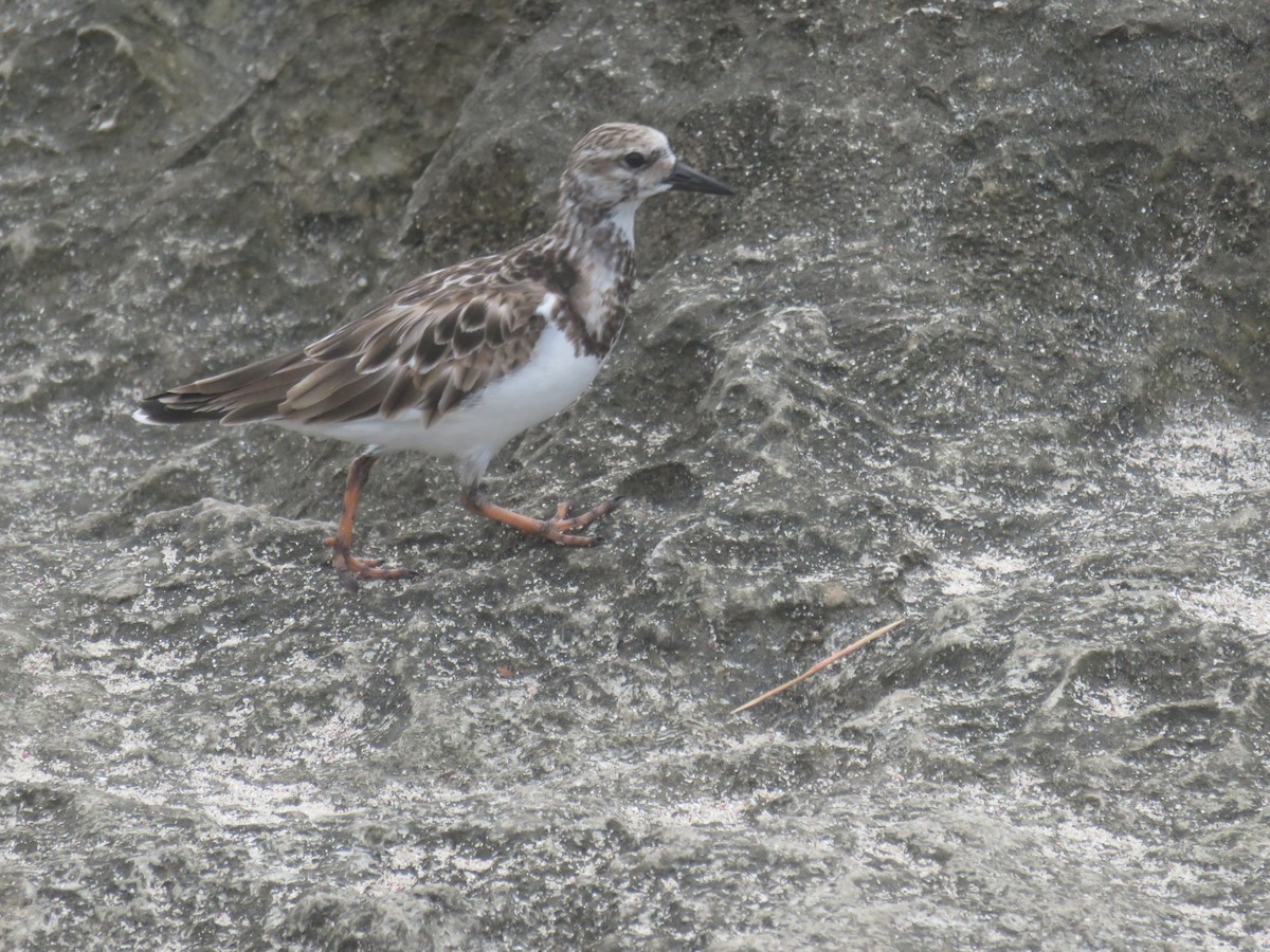 Ruddy Turnstone - ML328524571