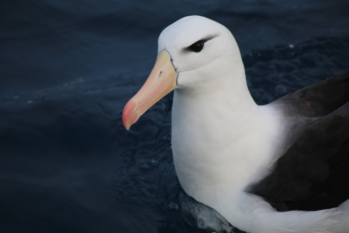 Albatros à sourcils noirs - ML32852561