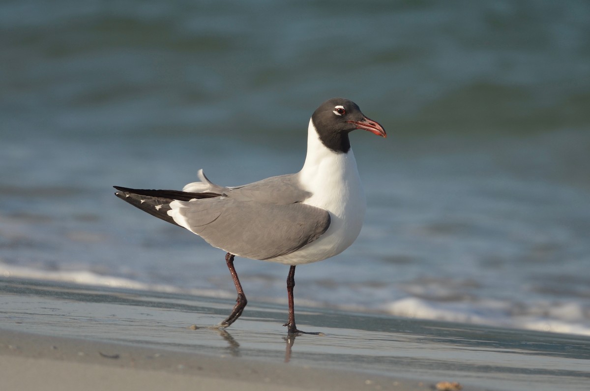 Laughing Gull - Mark Kosiewski