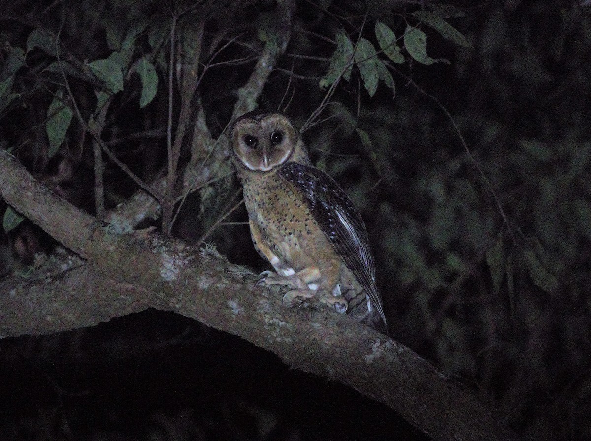 Australian Masked-Owl - ML32853061