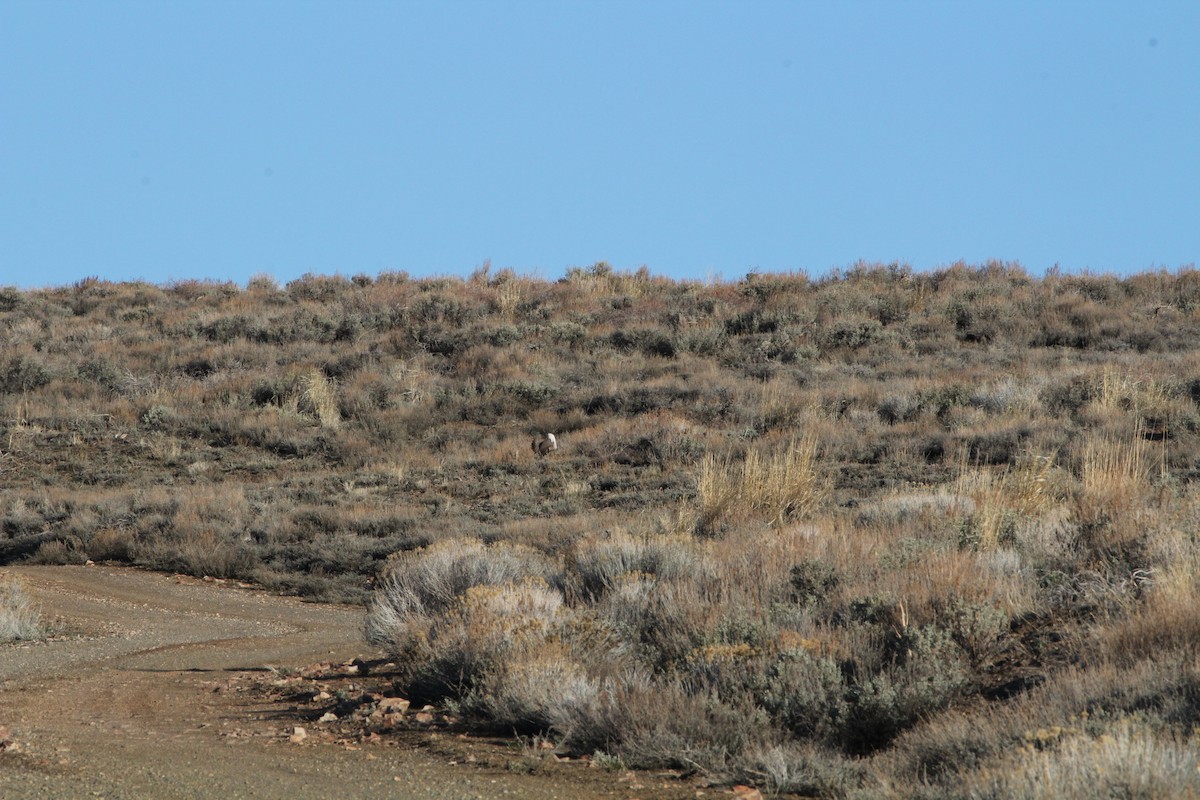 Greater Sage-Grouse - ML328533071
