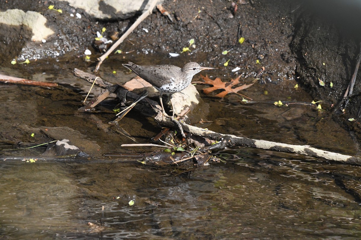 Spotted Sandpiper - ML328533521