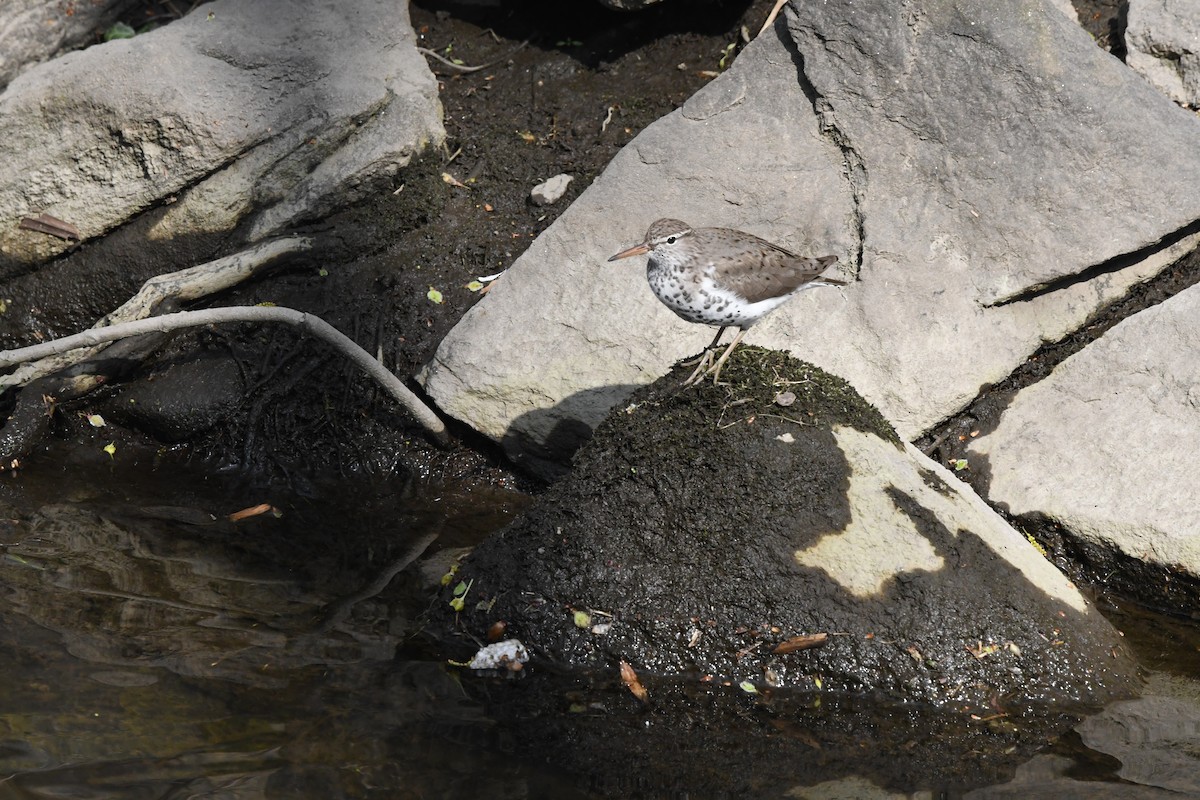 Spotted Sandpiper - ML328533761