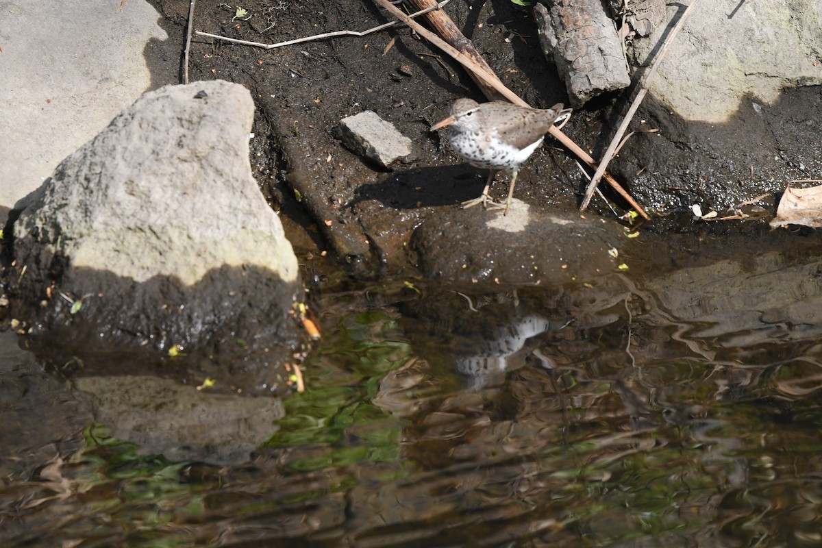 Spotted Sandpiper - ML328533871