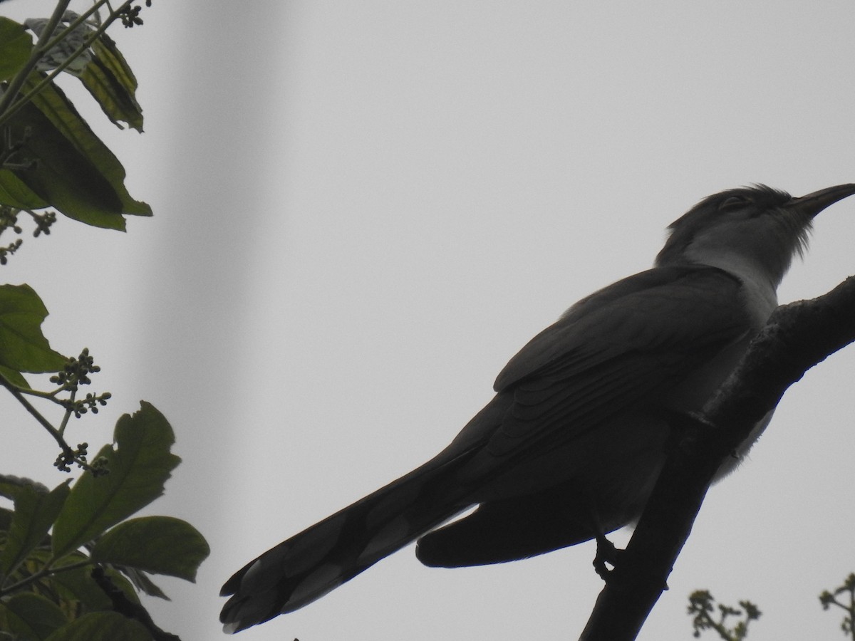 Yellow-billed Cuckoo - ML328533901