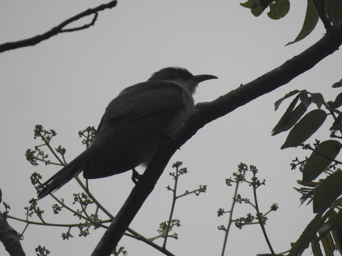 Yellow-billed Cuckoo - ML328534001