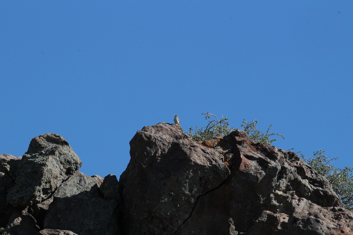 Rock Wren - ML328534101