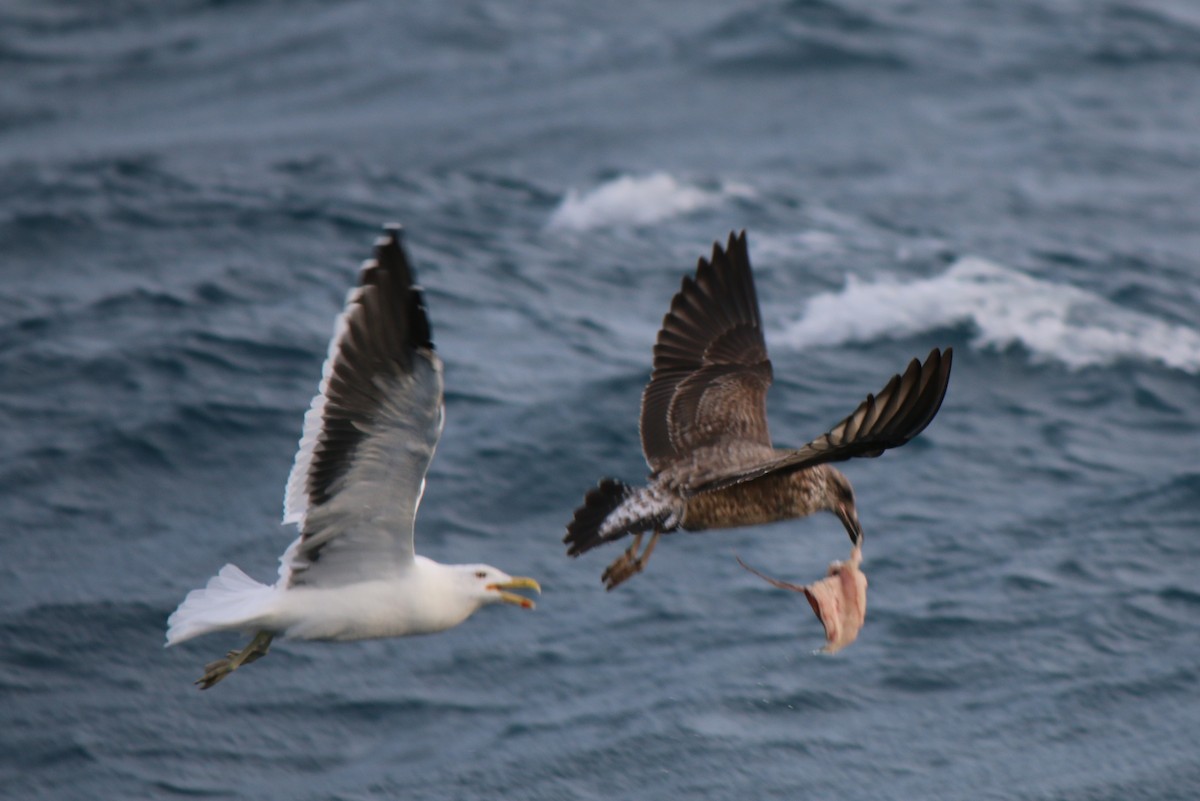 Gaviota Cocinera - ML32853411