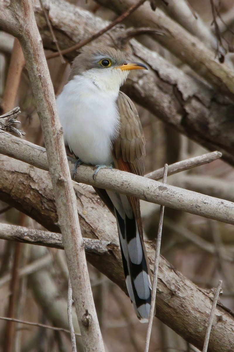 Yellow-billed Cuckoo - Stephen Cook