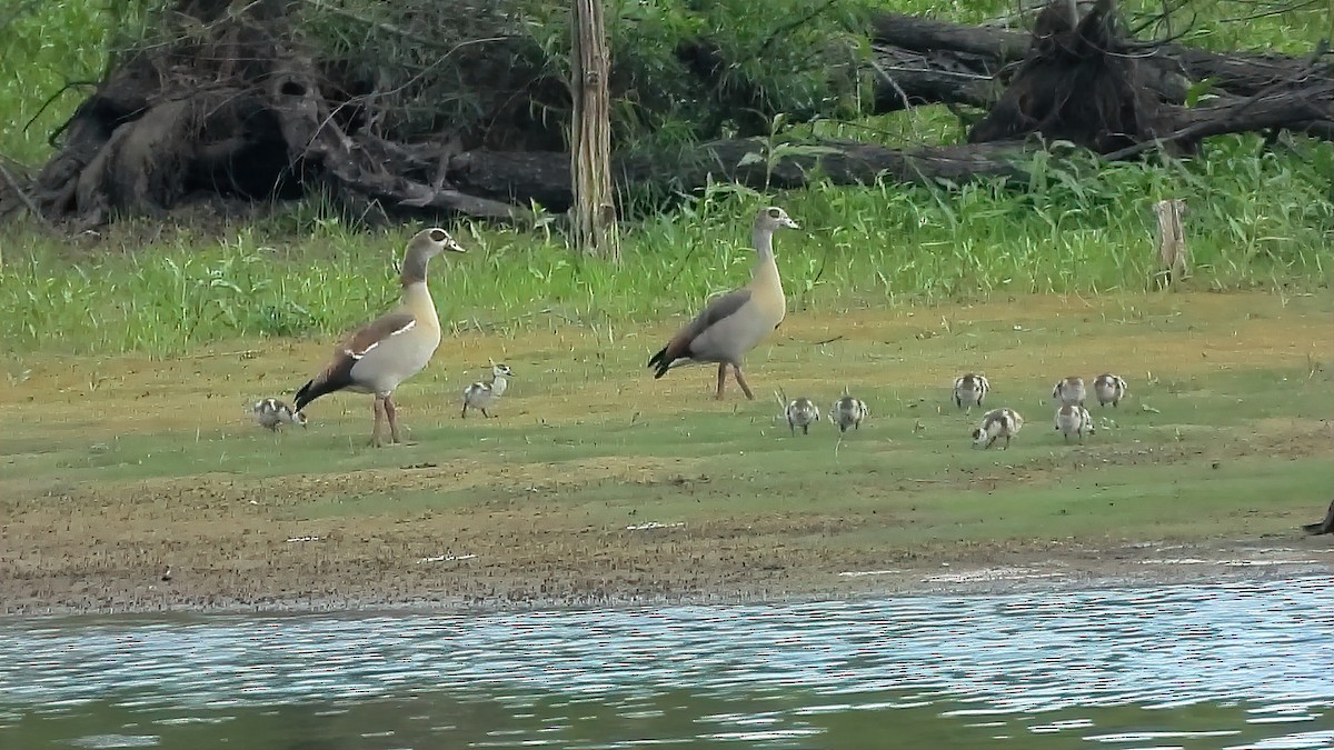 Egyptian Goose - ML328534301