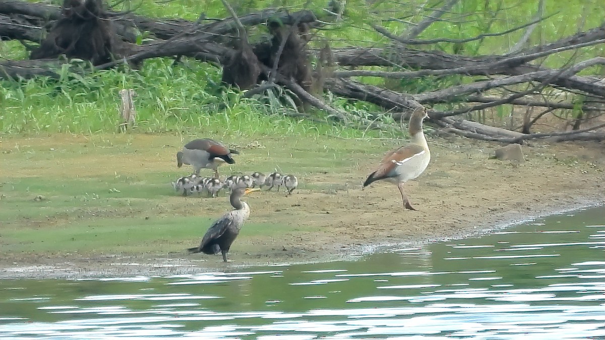 Egyptian Goose - ML328534321