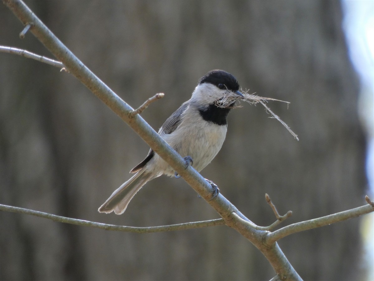 Carolina Chickadee - Peter Osenton