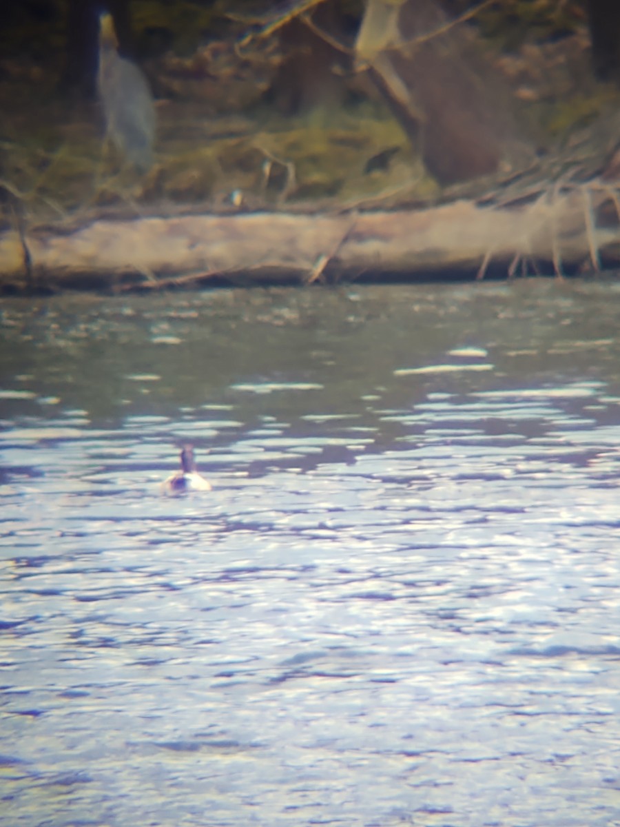 duck sp. - ML328538061