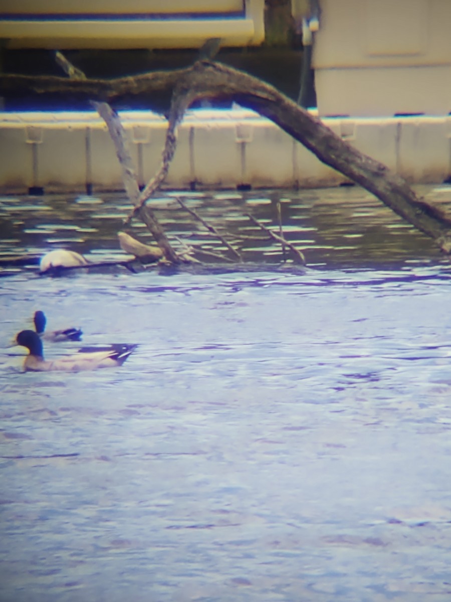 duck sp. - ML328538071