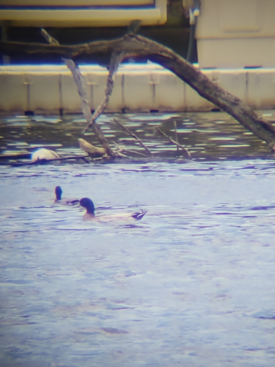 duck sp. - ML328538081