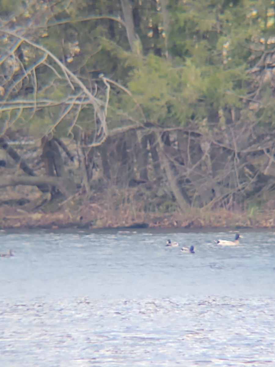 duck sp. - ML328538091