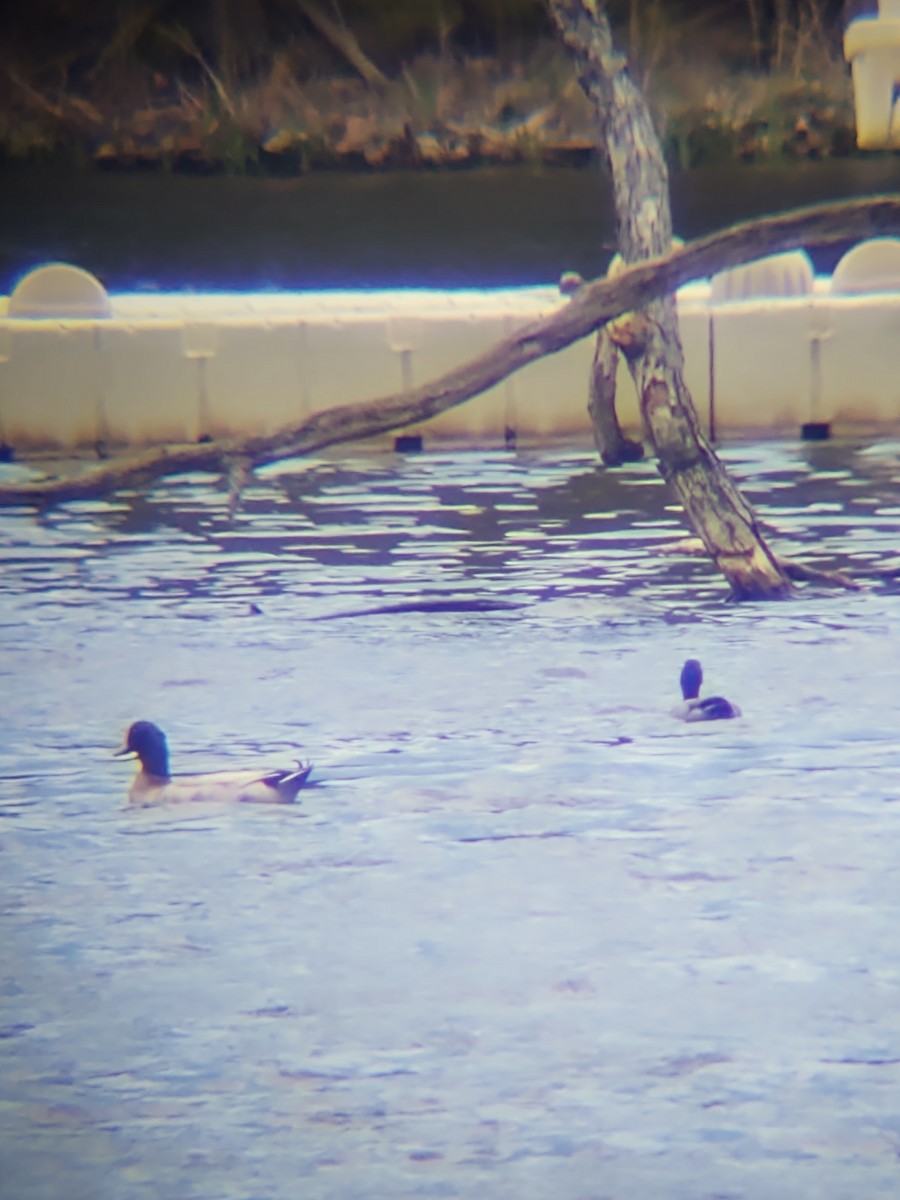 duck sp. - ML328538101