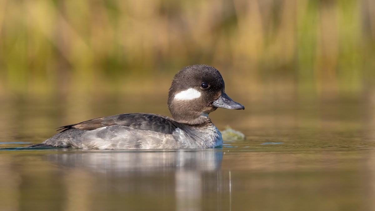 Bufflehead - ML328539101