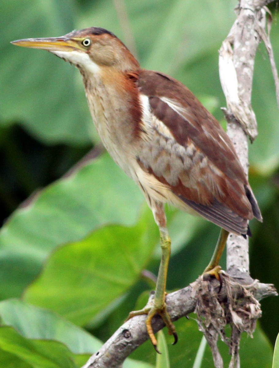 Least Bittern - ML328539321