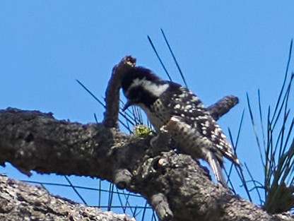 Nuttall's Woodpecker - ML328540001