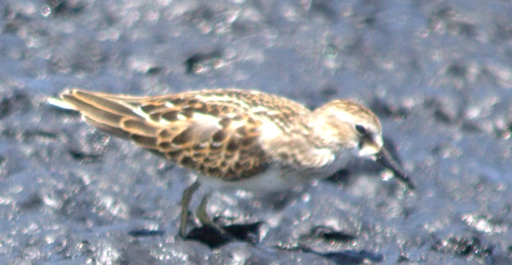 Least Sandpiper - ML32854121