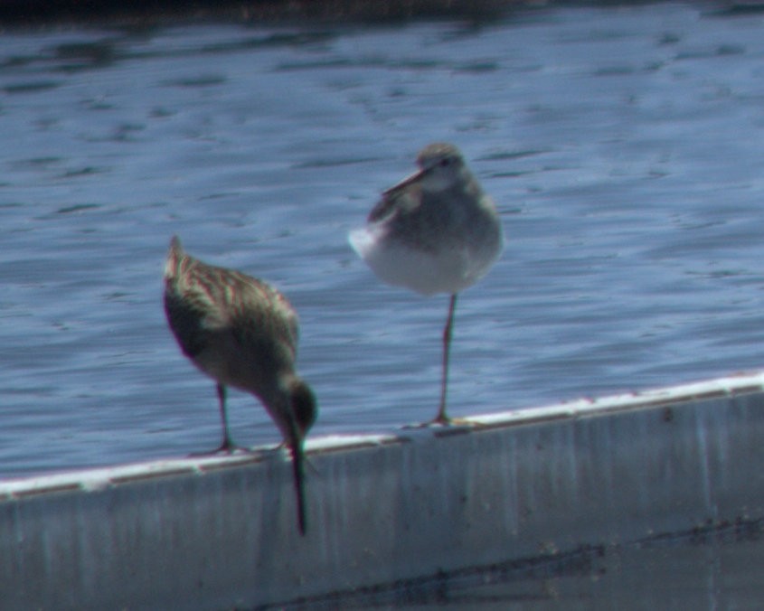 Short-billed Dowitcher - ML32854191