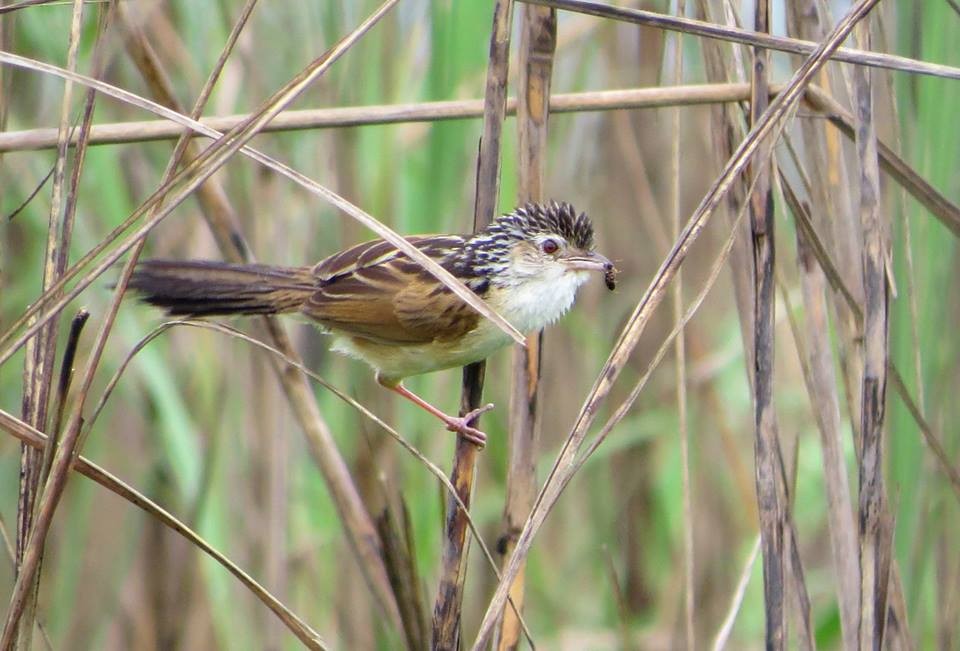 Indian Grassbird - Taksh Sangwan