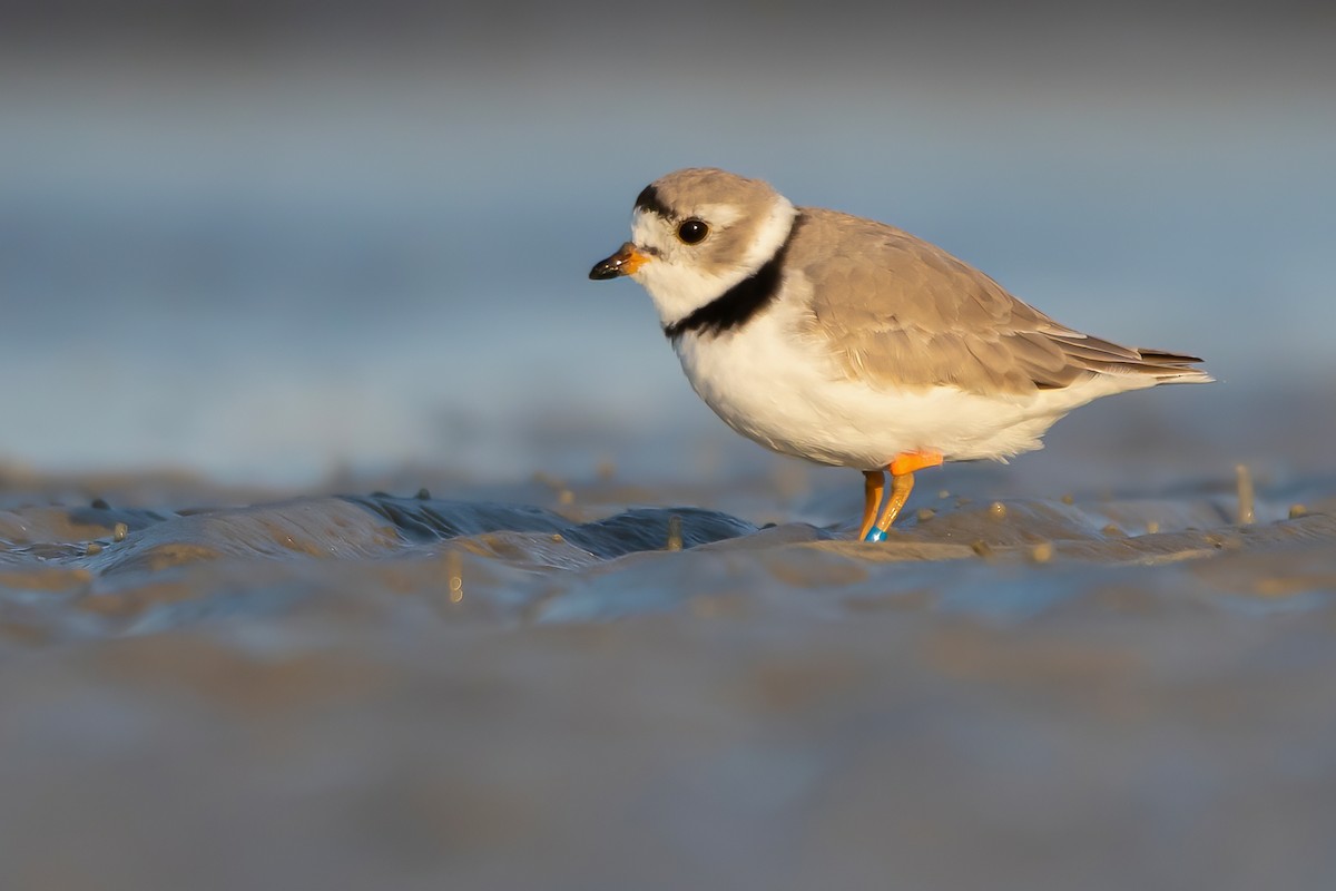 Piping Plover - Matthew Plante