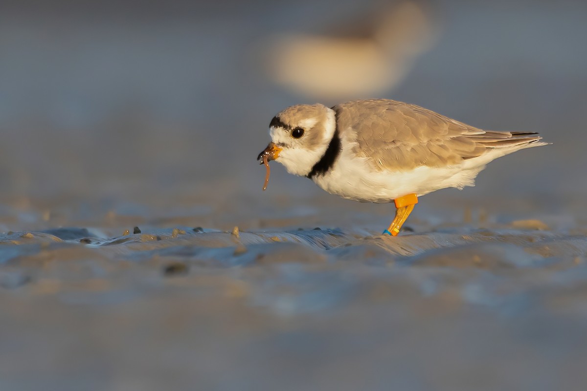 Piping Plover - Matthew Plante