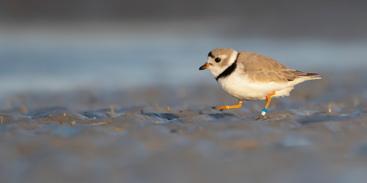 Piping Plover - Matthew Plante