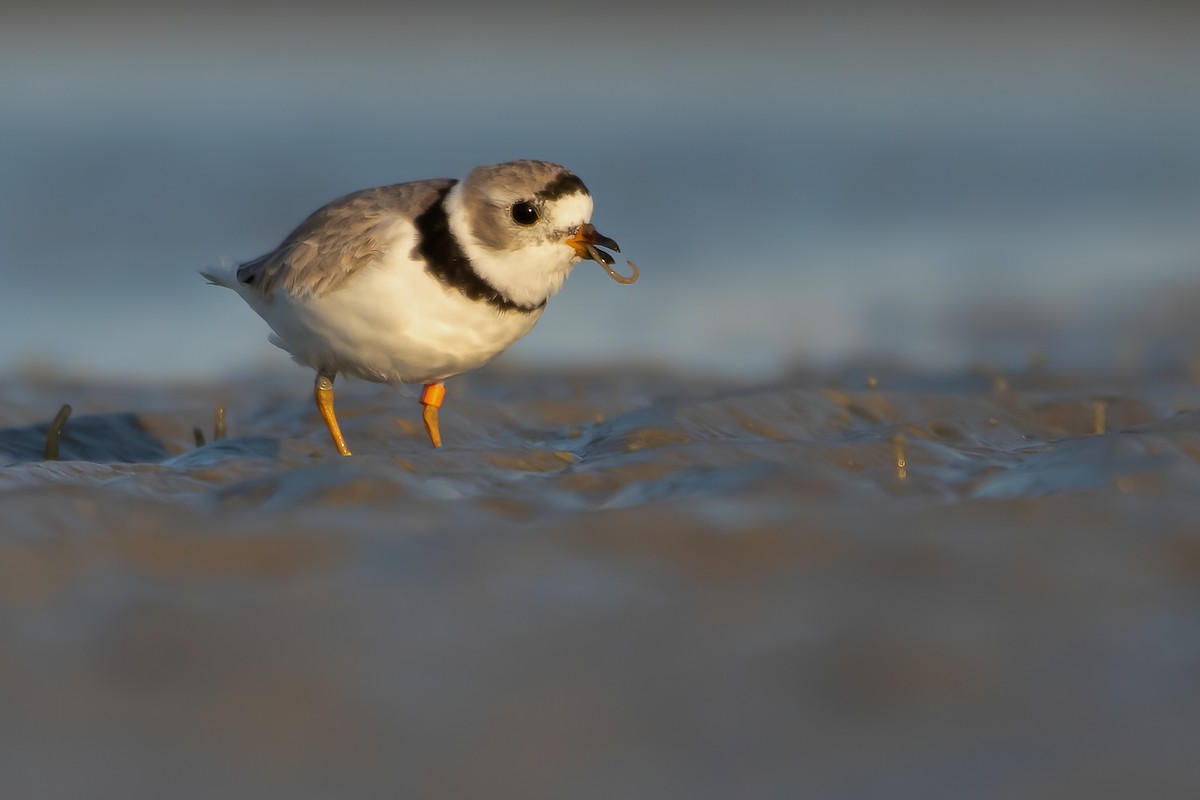 Piping Plover - Matthew Plante