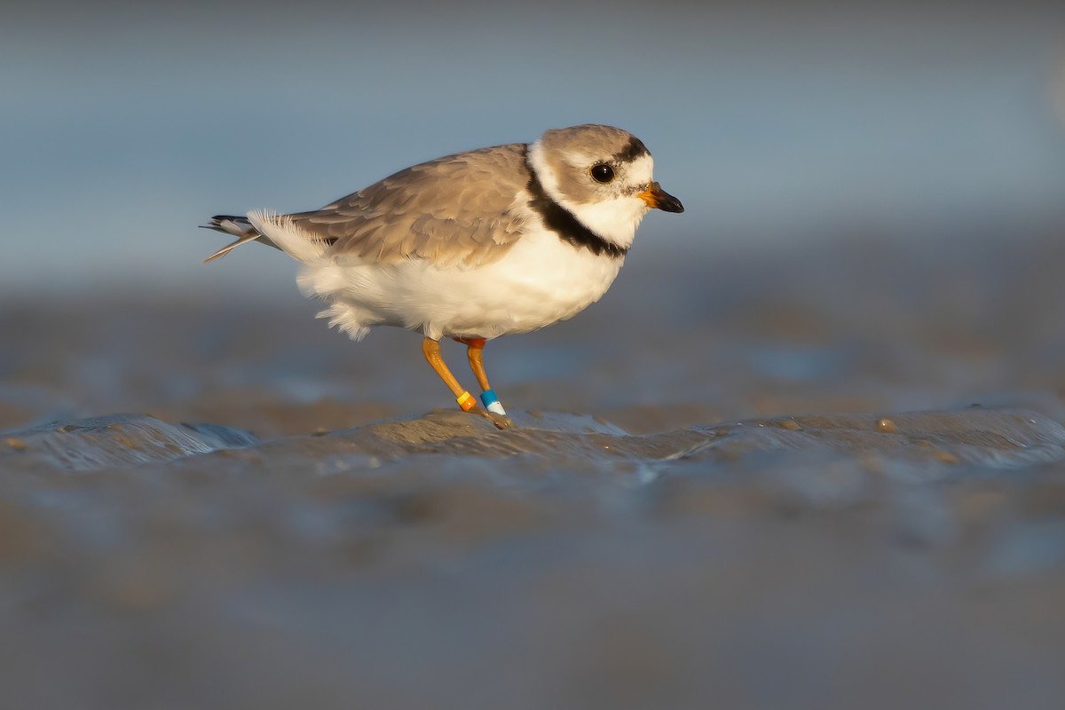 Piping Plover - Matthew Plante