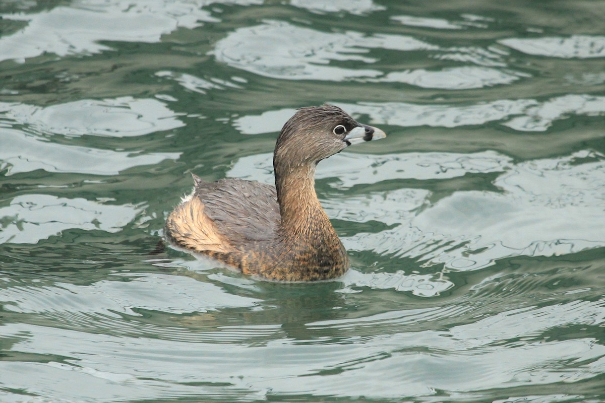 Pied-billed Grebe - ML328547351