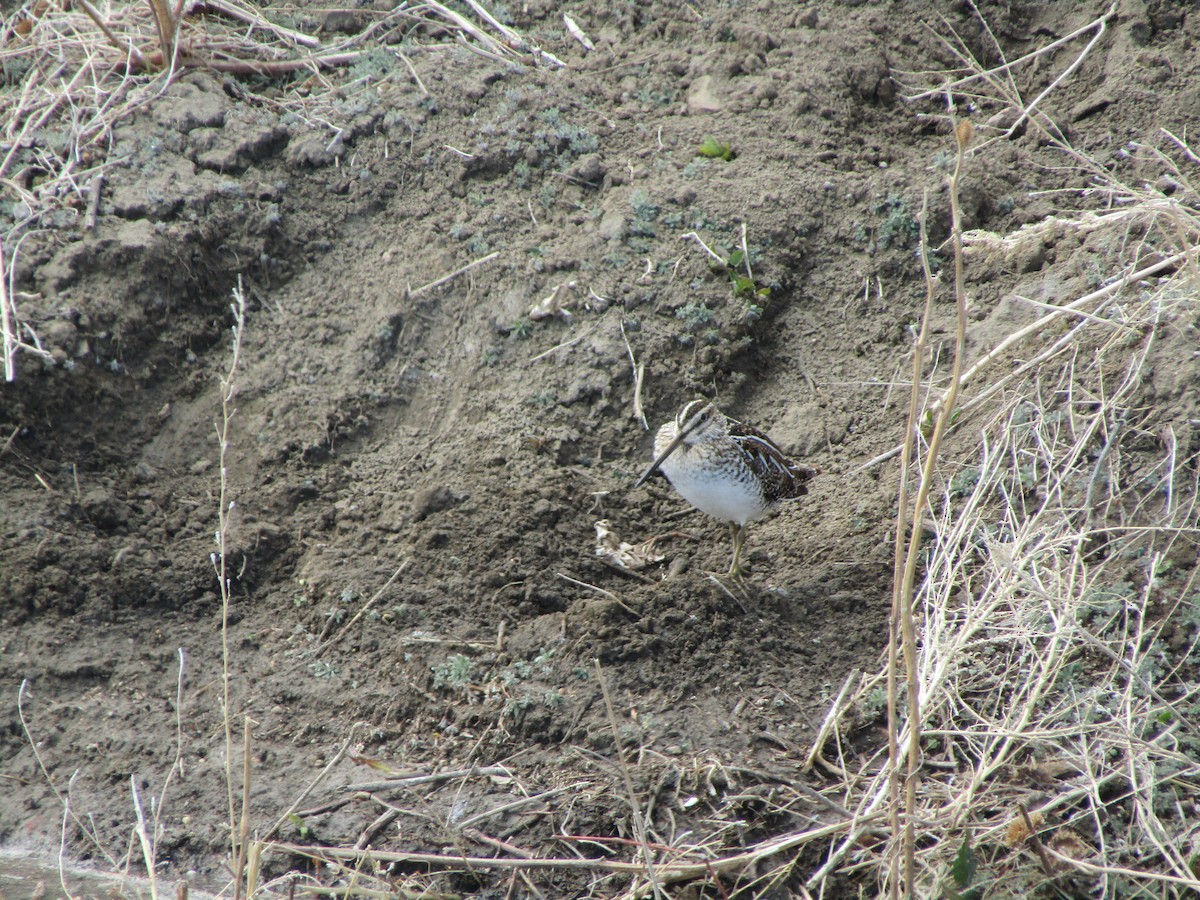 Wilson's Snipe - ML328549811