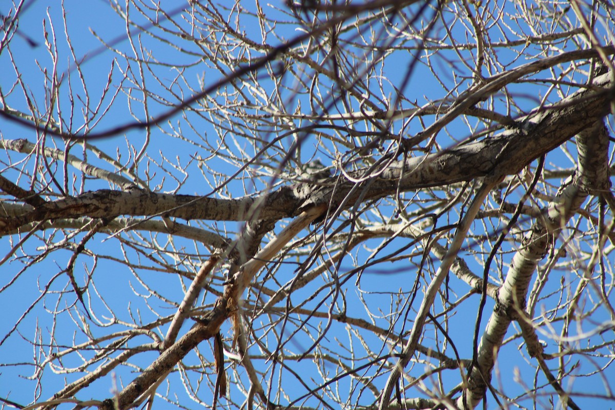 Ladder-backed Woodpecker - ML328549821