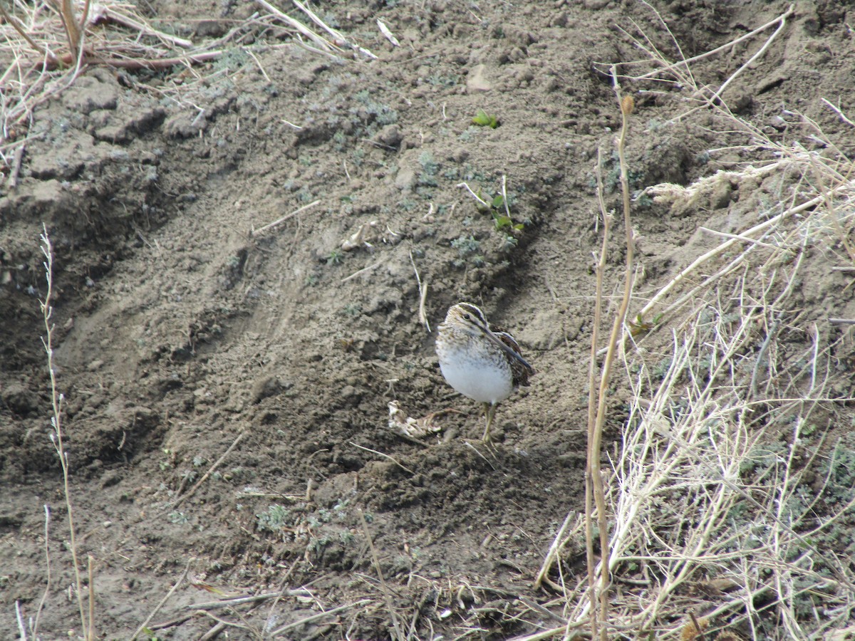 Wilson's Snipe - ML328549831