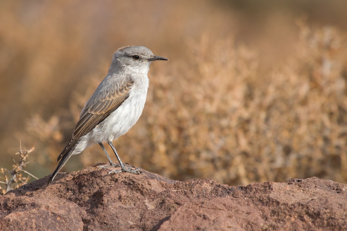 Rufous-naped Ground-Tyrant - ML328550701