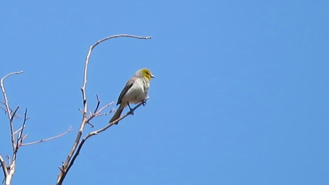 Pájaro Moscón Baloncito - ML328550761