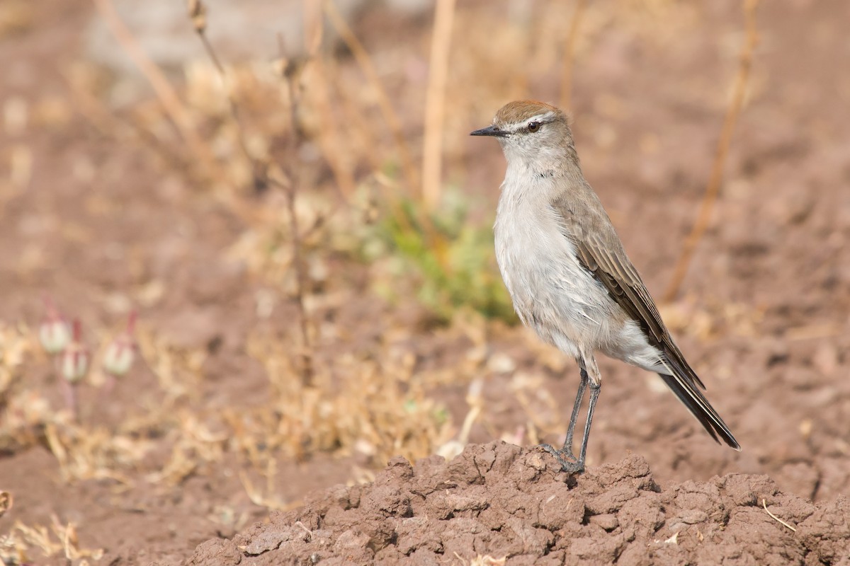 White-browed Ground-Tyrant - ML328550771