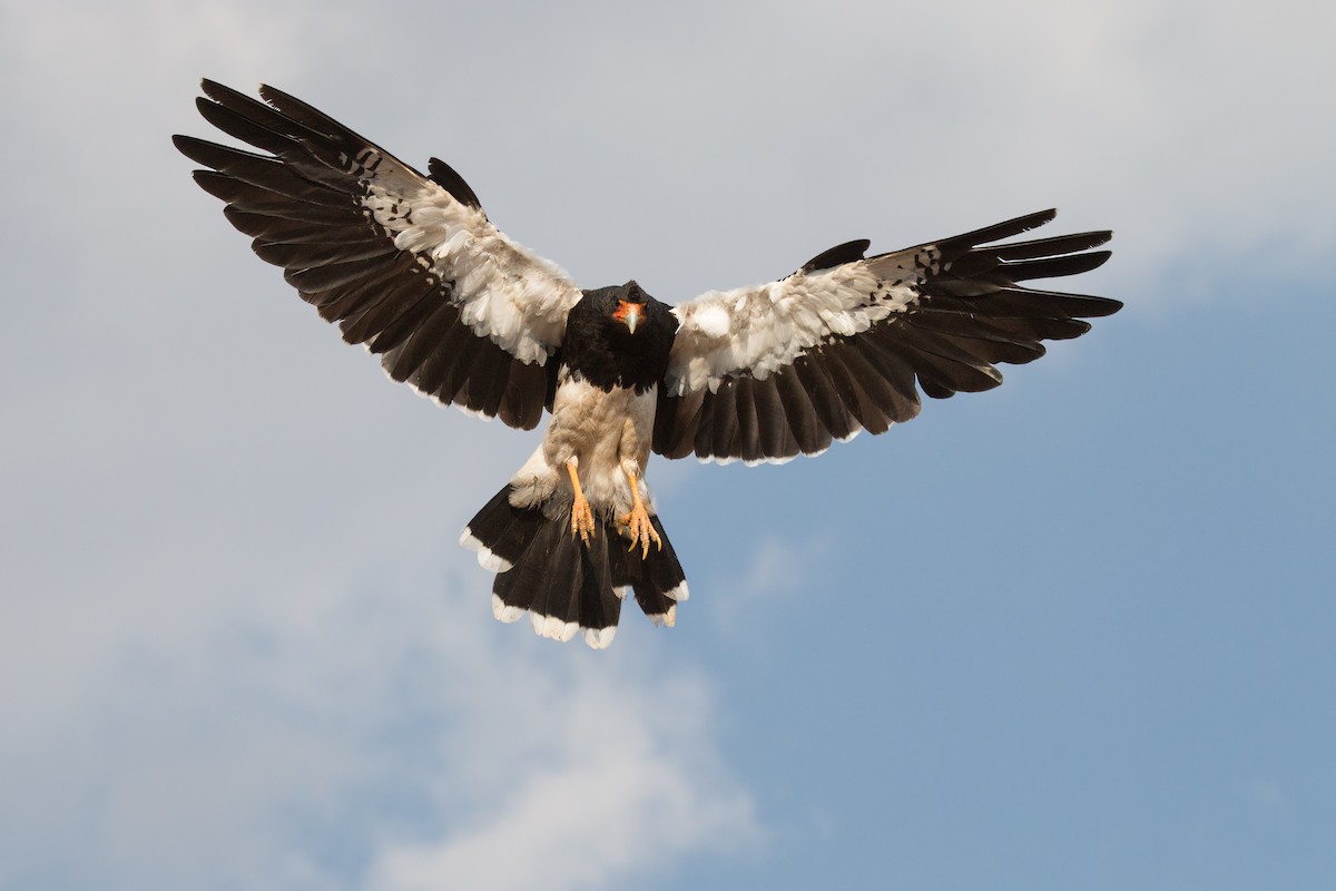 Mountain Caracara - Michel Gutierrez