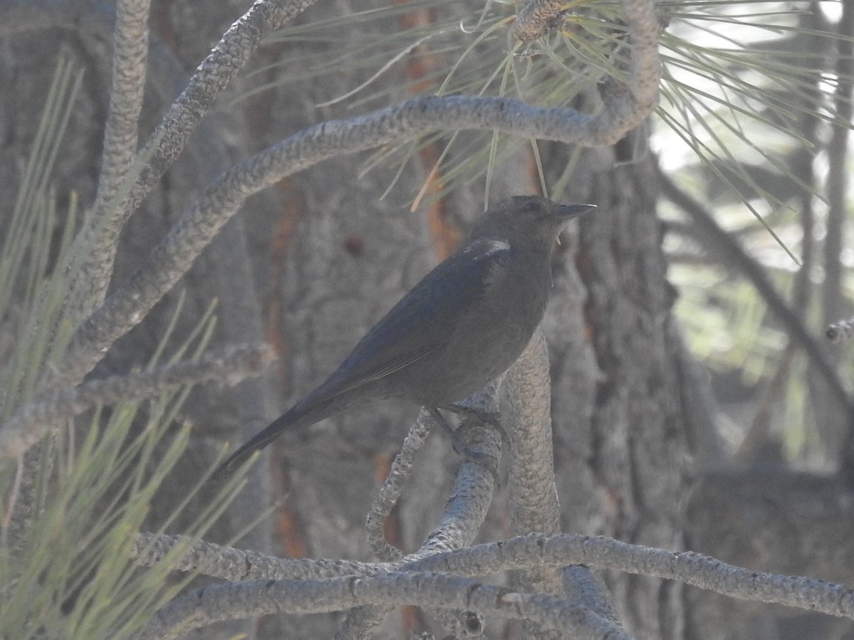 Brewer's Blackbird - ML328551751