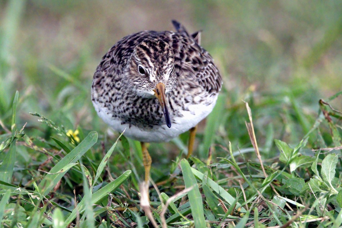 Pectoral Sandpiper - Stephen Cook