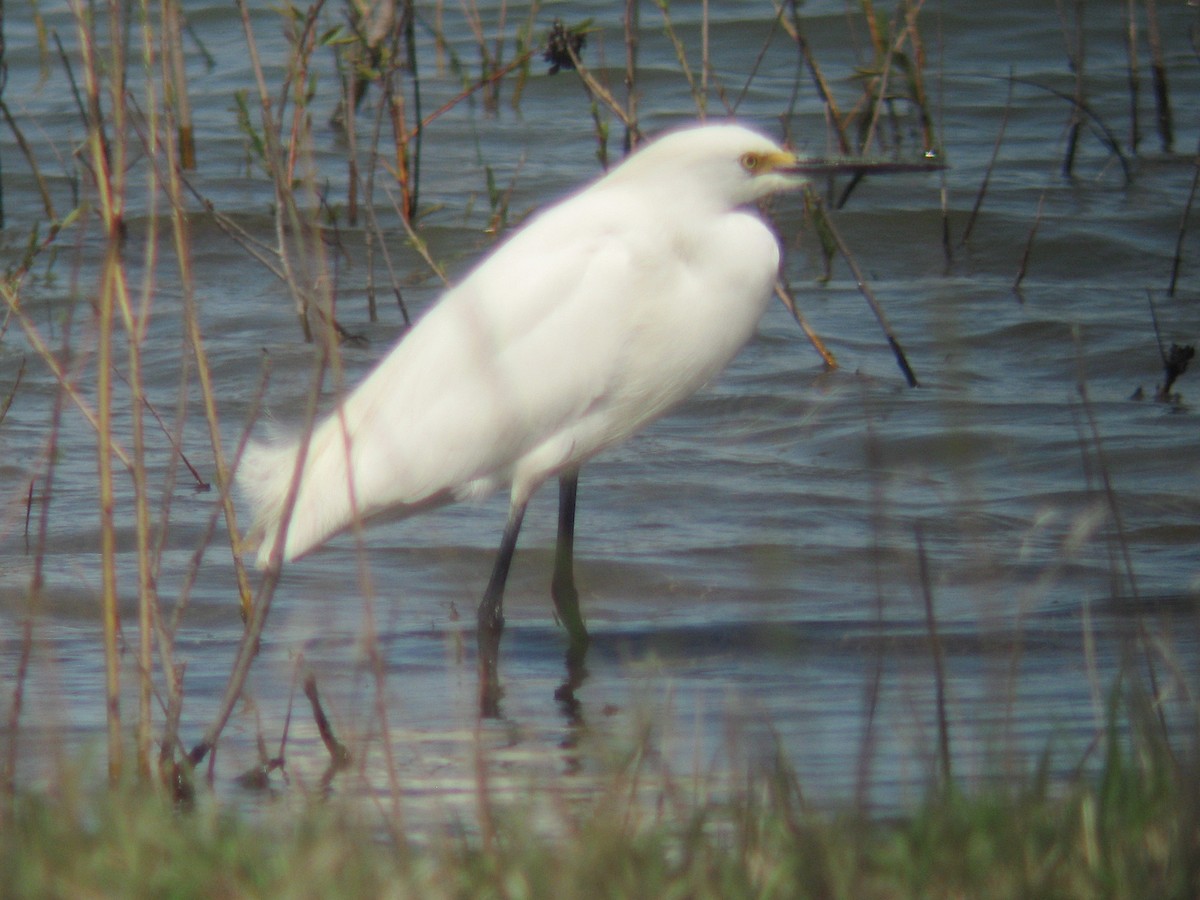 Snowy Egret - ML328554051