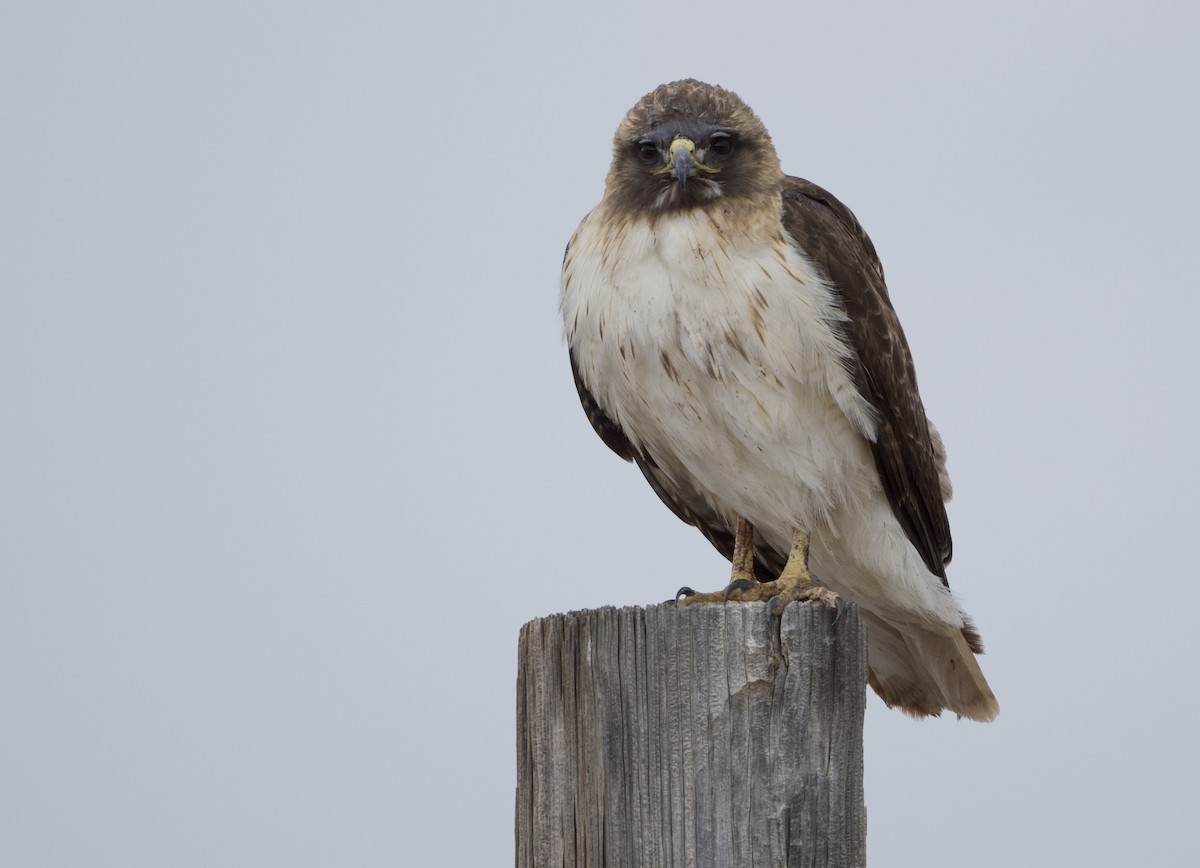 Red-tailed Hawk - Yvette Stewart