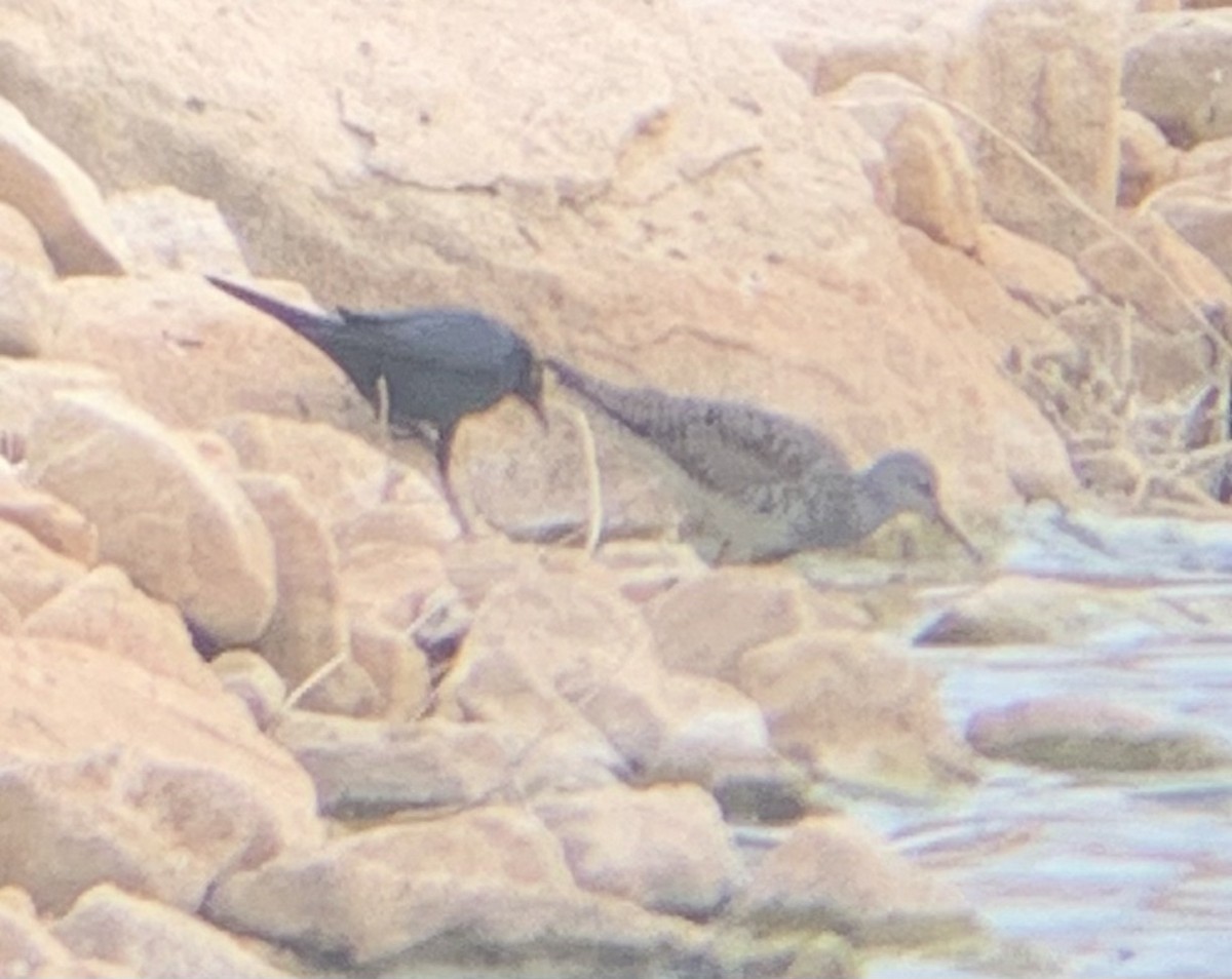 Lesser Yellowlegs - ML328557521