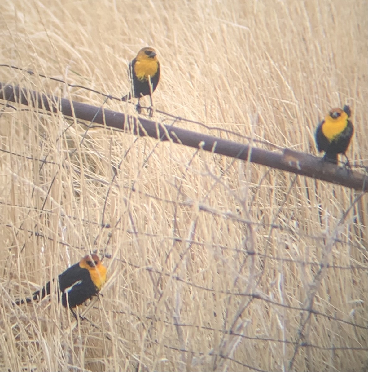 Yellow-headed Blackbird - ML328559111