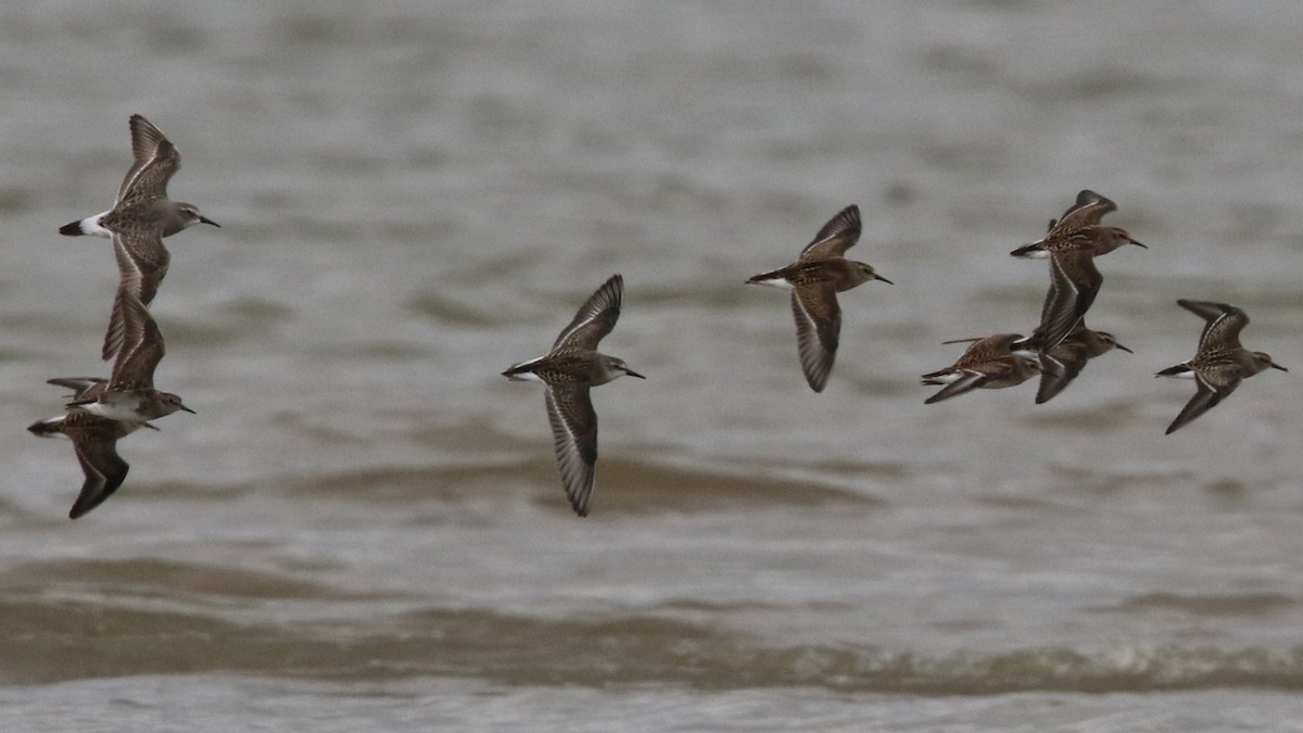 White-rumped Sandpiper - ML32856001