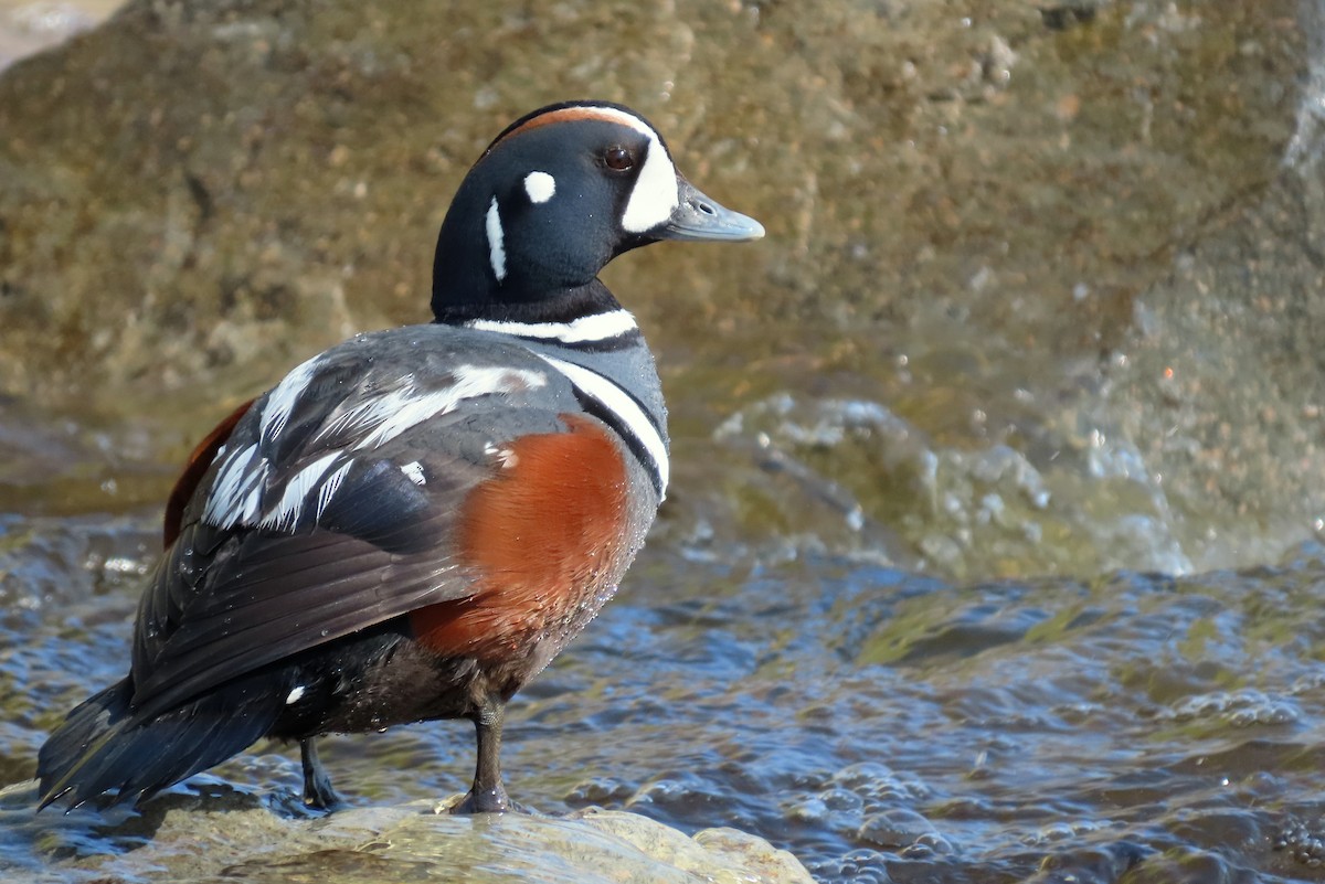 Harlequin Duck - Brad Vissia