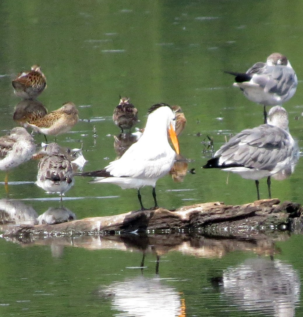 Royal Tern - ML32856071